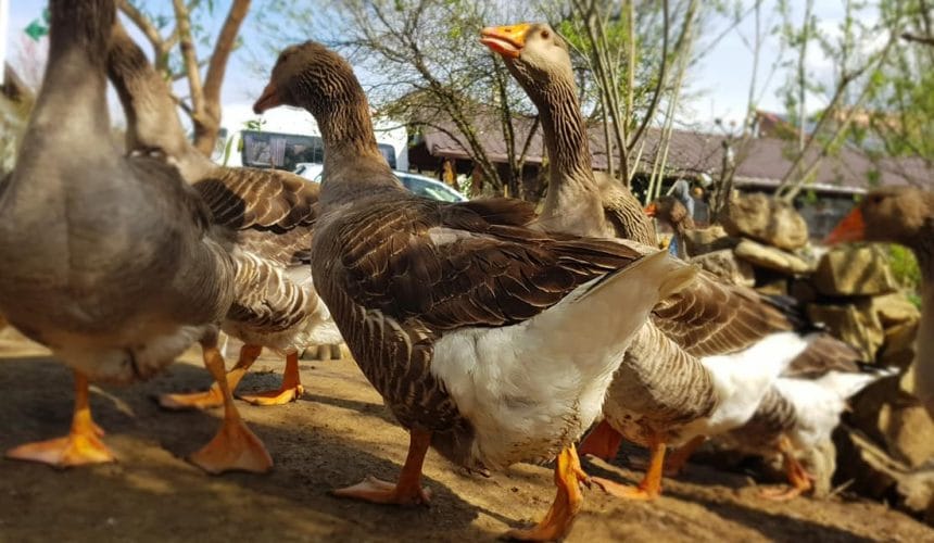 Cum Creștem Animalele la Ferma Cocoșu’ Roșu – Respect pentru Natură și Autenticitate