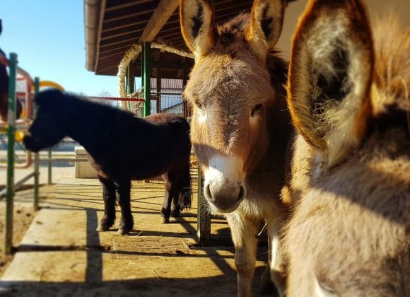 10 Motive să Vizitezi Ferma Cocoșu’ Roșu