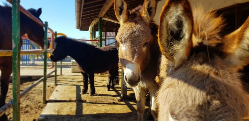 10 Motive să Vizitezi Ferma Cocoșu’ Roșu