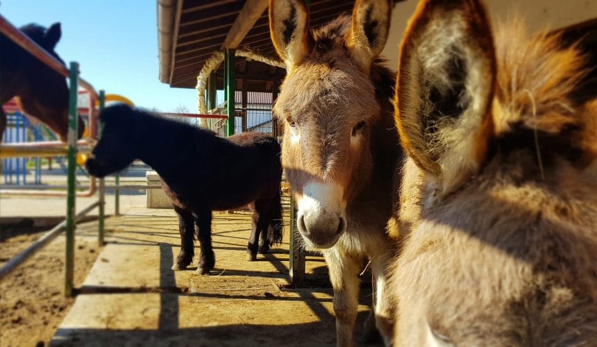 10 Motive să Vizitezi Ferma Cocoșu’ Roșu